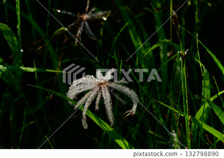 晨露中閃閃發光的五葉草 132798890