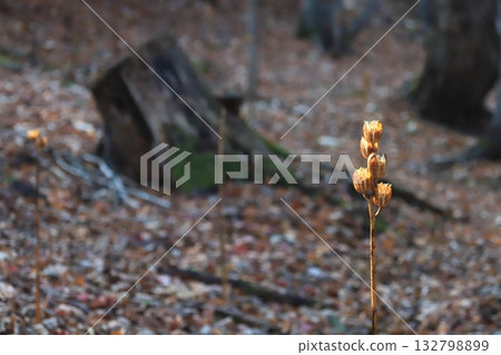 Hokkaido, late autumn forest, fallen leaves, giant lilies, moss-covered stump 132798899