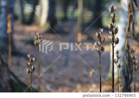 Hokkaido, late autumn forest, fallen leaves and giant lilies 132798903