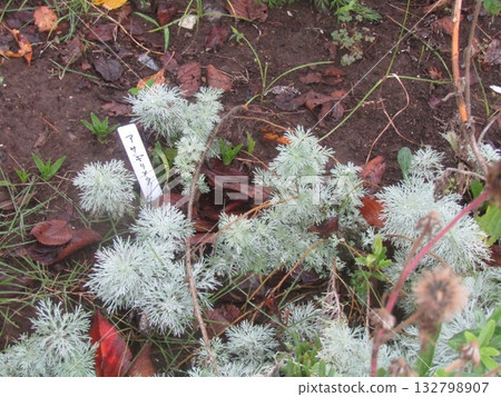 Asagiri grass 132798907