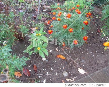 Orange marigold flowers that bloom from early summer to autumn 132798908