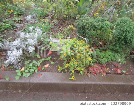 Cute yellow flowers of melanpodium 132798909