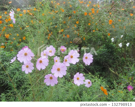 Pink autumn cosmos flowers and yellow cosmos Pink autumn cosmos flowers and yellow cosmos 132798913
