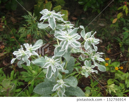 一朵白花，就像盛開在仲夏的第一場雪 132798914