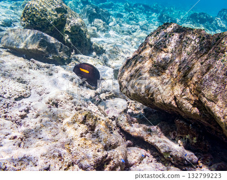 Beautiful coral reefs and schools of tropical fish. Kabi Island, Kerama Islands, Shimajiri District, Okinawa Prefecture, Zamami Island - 2025 132799223