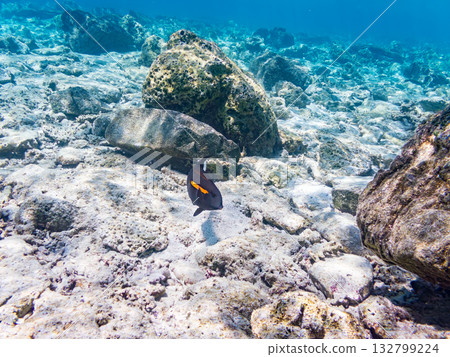 Beautiful coral reefs and schools of tropical fish. Kabi Island, Kerama Islands, Shimajiri District, Okinawa Prefecture, Zamami Island - 2025 132799224