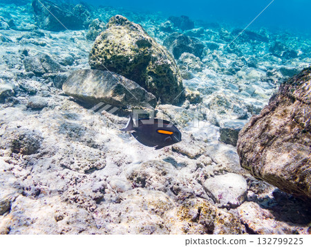 Beautiful coral reefs and schools of tropical fish. Kabi Island, Kerama Islands, Shimajiri District, Okinawa Prefecture, Zamami Island - 2025 132799225