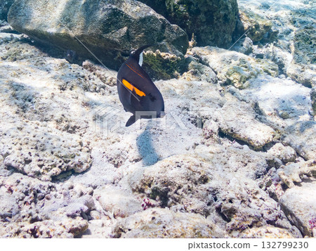 Beautiful coral reefs and schools of tropical fish. Kabi Island, Kerama Islands, Shimajiri District, Okinawa Prefecture, Zamami Island - 2025 Beautiful coral reefs and schools of tropical fish. Kabi Island, Kerama Islands, Shimajiri District, Okinawa Prefecture, Zamami Island - 2025 132799230