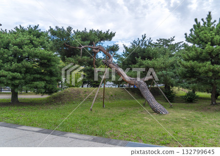 Pine trees at Matsushima Coast Green Square in Matsushima Town, Miyagi Prefecture Pine trees at Matsushima Coast Green Square in Matsushima Town, Miyagi Prefecture 132799645