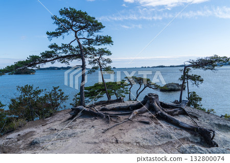 日本宮城縣松島市馬瀨山上的樹樁 132800074