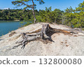 A view of a stump on Uma-se in Matsushima, Miyagi Prefecture, Japan 132800080