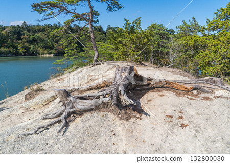 A view of a stump on Uma-se in Matsushima, Miyagi Prefecture, Japan A view of a stump on Uma-se in Matsushima, Miyagi Prefecture, Japan 132800080