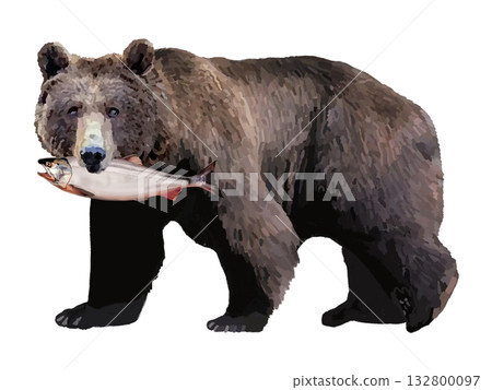 Bear with salmon 132800097
