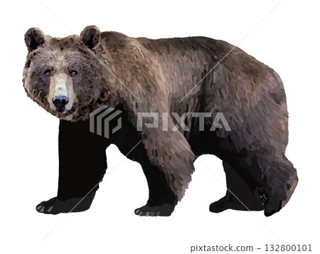 Bear Bear 132800101
