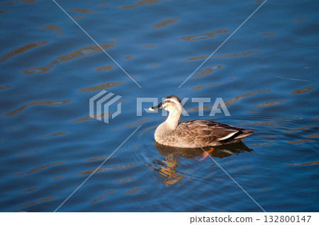 信濃川安城堤岸上的輕毛 信濃川安城堤岸上的輕毛 132800147