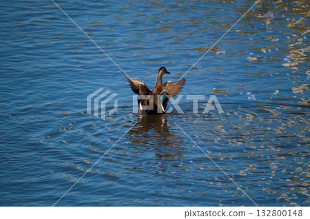 信濃川安城堤岸上的輕毛 信濃川安城堤岸上的輕毛 132800148