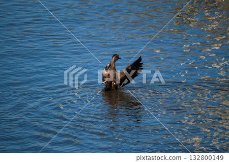 信濃川安城堤岸上的輕毛 信濃川安城堤岸上的輕毛 132800149
