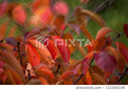 Autumn leaves of cherry blossoms on the Shinano River and Yasuragi Embankment 132800166