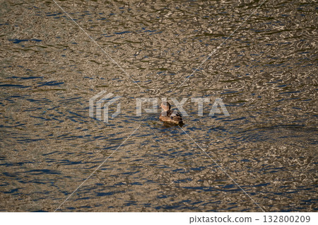 信濃川安城堤壩上的小鴨子 信濃川安城堤壩上的小鴨子 132800209