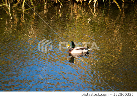 Magamo on the Yasuragi Embankment of the Shinano River 132800325