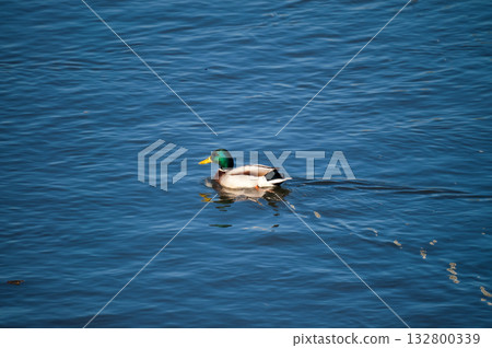 信濃川安城堤防上的馬加莫 信濃川安城堤防上的馬加莫 132800339