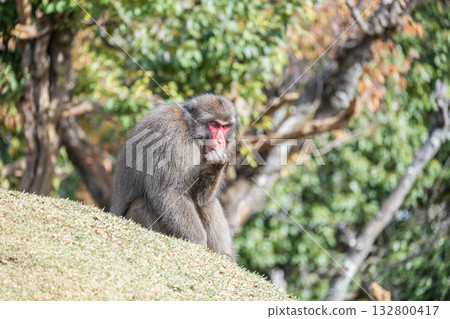 Japanese macaque Arashiyama Monkey Park Iwatayama 132800417