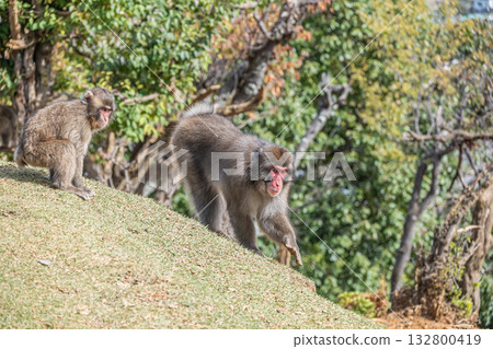 日本獼猴嵐山猴子公園岩田山 日本獼猴嵐山猴子公園岩田山 132800419