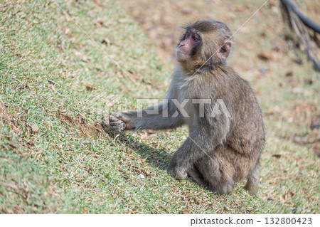 日本獼猴嵐山猴子公園岩田山 132800423