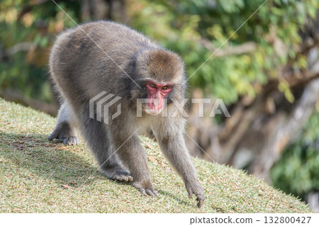 Japanese macaque Arashiyama Monkey Park Iwatayama 132800427