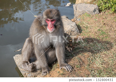 日本獼猴嵐山猴子公園岩田山 132800431