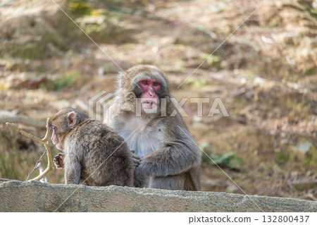 日本獼猴嵐山猴園岩田山的親子 132800437