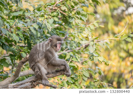 樹上的日本獼猴 嵐山雪猴公園 岩田山 樹上的日本獼猴 嵐山雪猴公園 岩田山 132800440