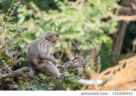 Japanese macaques on trees Arashiyama Monkey Park Iwatayama 132800441