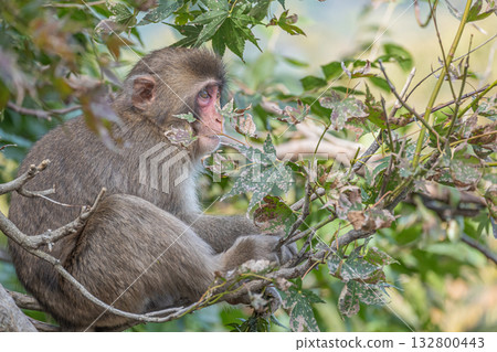 Japanese macaques on trees Arashiyama Monkey Park Iwatayama 132800443