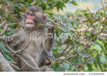 Japanese macaques gnawing at tree branches at Arashiyama Monkey Park Iwatayama 132800444