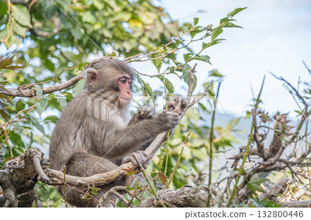 日本獼猴啃樹枝 嵐山猴園岩田山 132800446