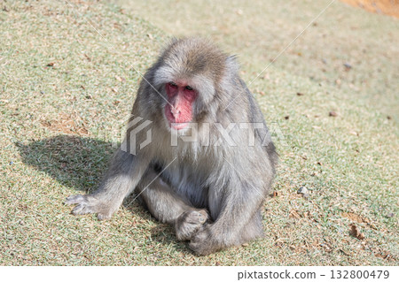 Japanese macaque Arashiyama Monkey Park Iwatayama 132800479