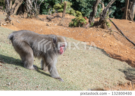 日本獼猴嵐山猴子公園岩田山 132800480