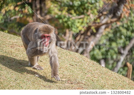 Japanese macaque Arashiyama Monkey Park Iwatayama 132800482