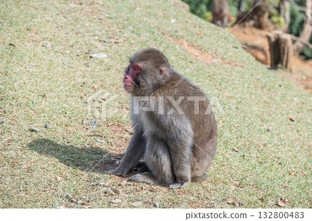 Japanese macaque Arashiyama Monkey Park Iwatayama Japanese macaque Arashiyama Monkey Park Iwatayama 132800483