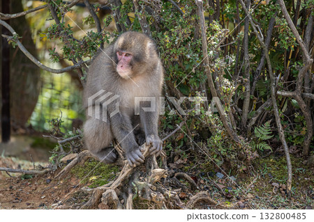 日本獼猴嵐山猴子公園岩田山 132800485