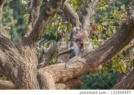 Japanese macaques on trees Arashiyama Monkey Park Iwatayama 132800487