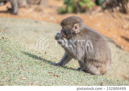 Japanese macaque Arashiyama Monkey Park Iwatayama 132800489