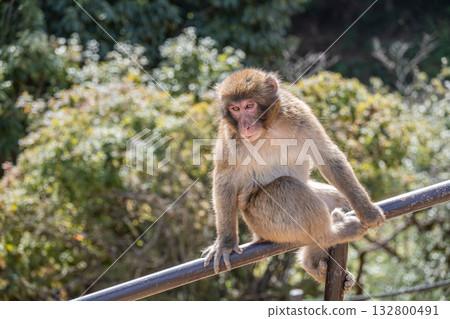 日本獼猴坐在欄桿上 嵐山猴子公園 岩田山 132800491