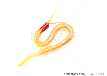 A type of gymkade 132801441