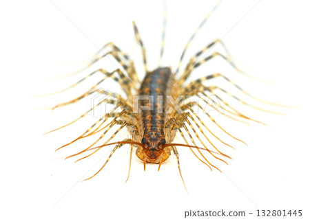 從正面看蜈蚣 從正面看蜈蚣 132801445