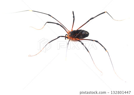 Giant long-legged harvestman Giant long-legged harvestman 132801447