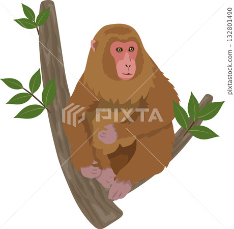 Monkey on the tree Monkey on the tree 132801490