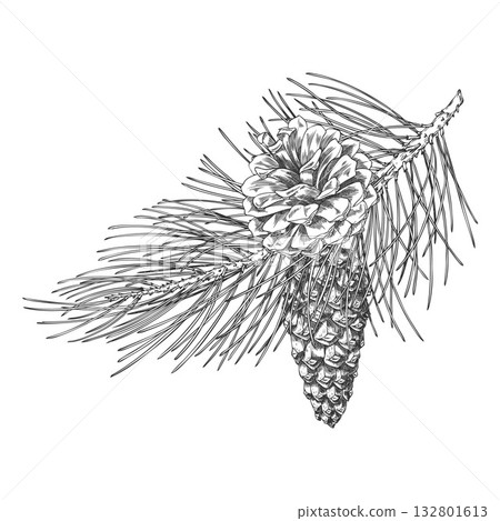 Scots pine branch with cones engraved hand drawn vector illustration, conifer tree botanical ink sketch, Xmas decoration 132801613