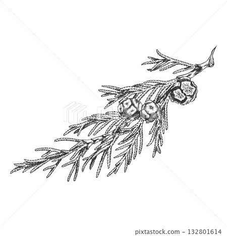 Cypress tree branch with cones engraved hand drawn vector illustration, conifer evergreen Christmas forest decoration Cypress tree branch with cones engraved hand drawn vector illustration, conifer evergreen Christmas forest decoration 132801614